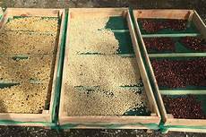 Coffee Seed Drying