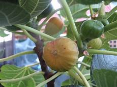 Pulled Figs