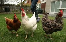 Chicken House Disinfectants